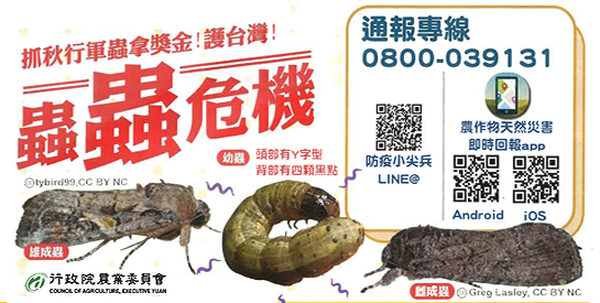 秋行軍蟲災害防疫及宣導措施